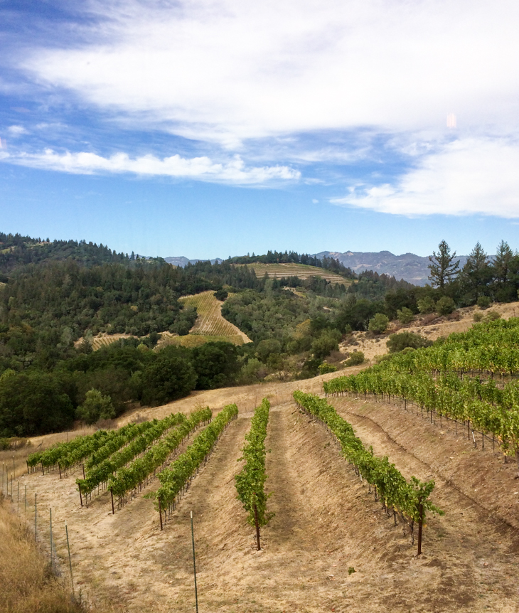 vines - Adventures in Gourmet Napa Valley